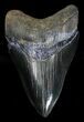 Megalodon Tooth - Sharply Serrated #18346-1